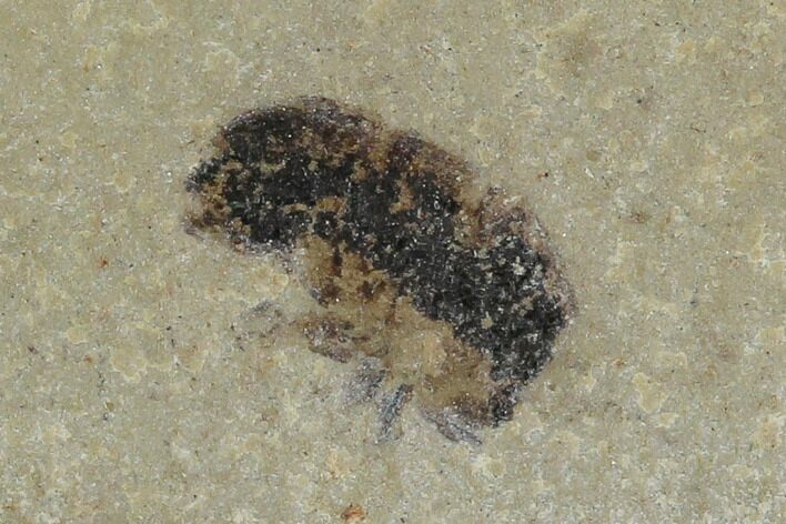 Fossil Weevil (Snout Beetle) - Green River Formation, Utah #101570